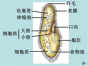 没有细胞结构的微小生物-病毒