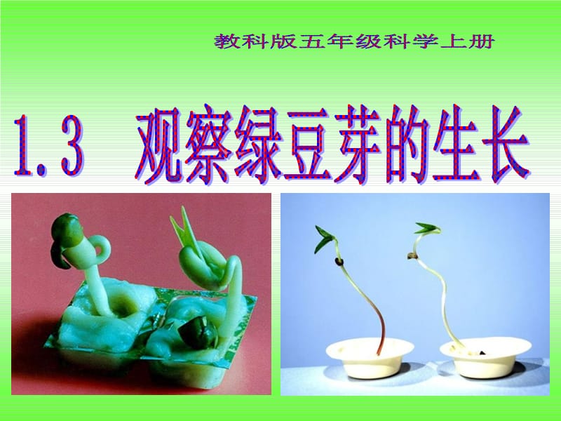 教科版科學(xué)《觀察綠豆芽的生長(zhǎng)》_第1頁(yè)