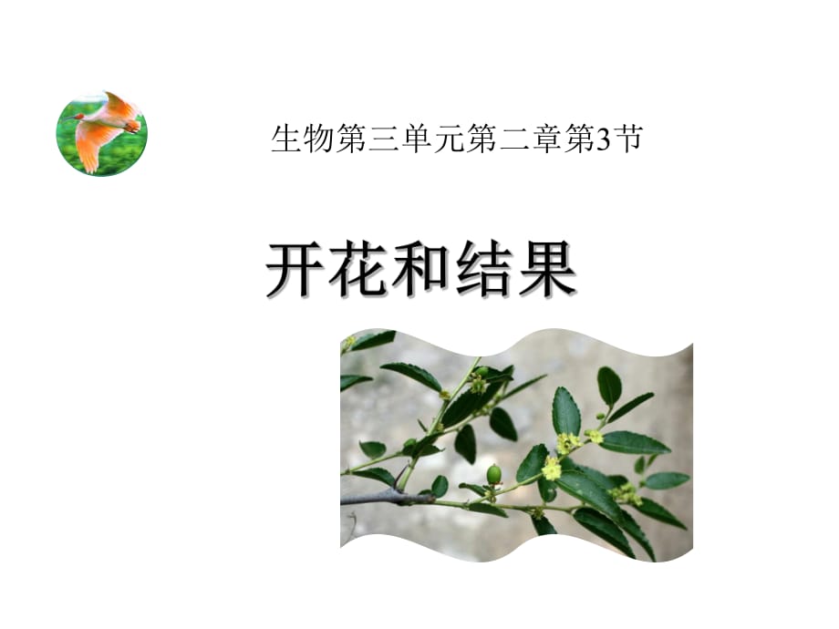 《開花和結(jié)果》_第1頁