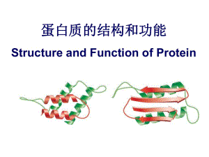 蛋白质的结构和功能