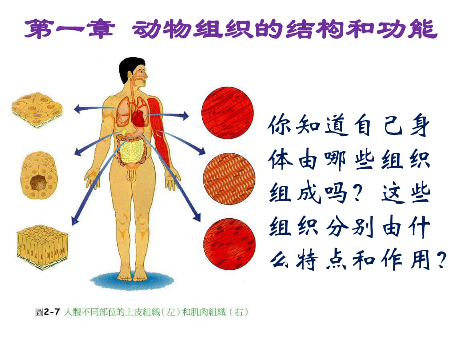 生物奧賽課件上皮組織廣東專用_第1頁