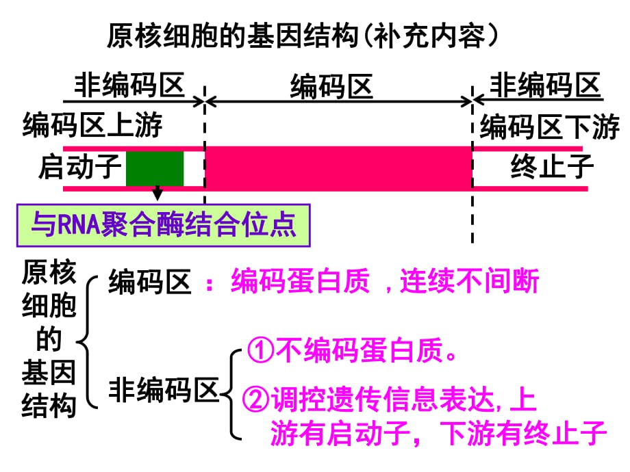 《基因工程的基本操作程序》ppt_第1頁