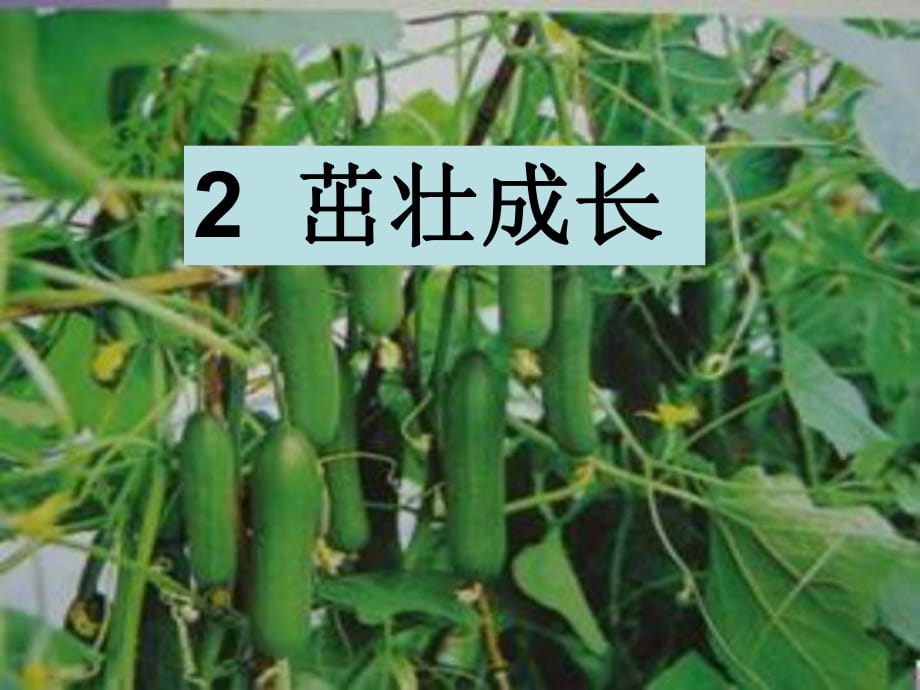 四年級(jí)科學(xué)下冊(cè)-茁壯成長(zhǎng)PPT_第1頁(yè)