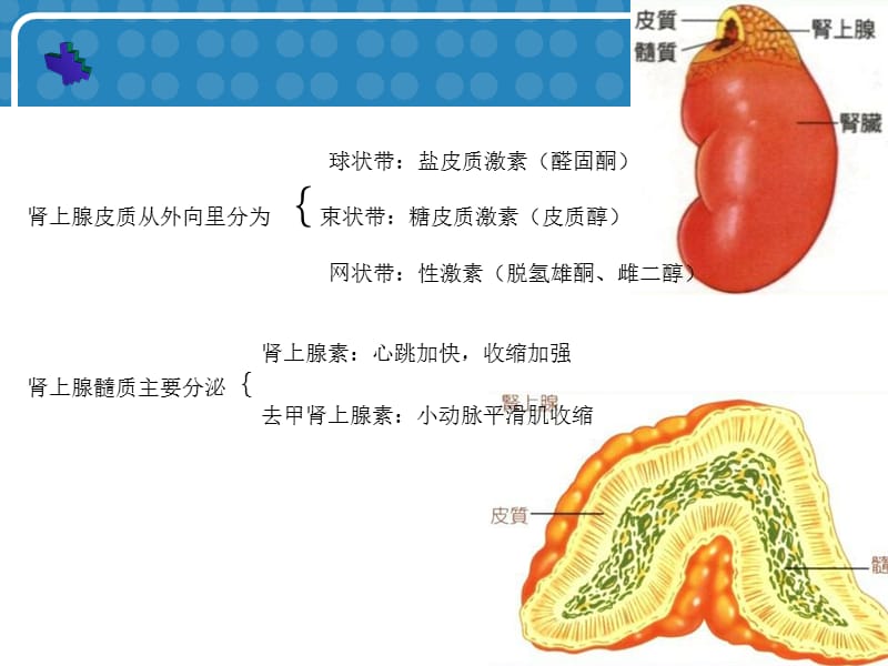 常见肾上腺肿瘤的CT诊断与鉴别诊断.ppt_第2页