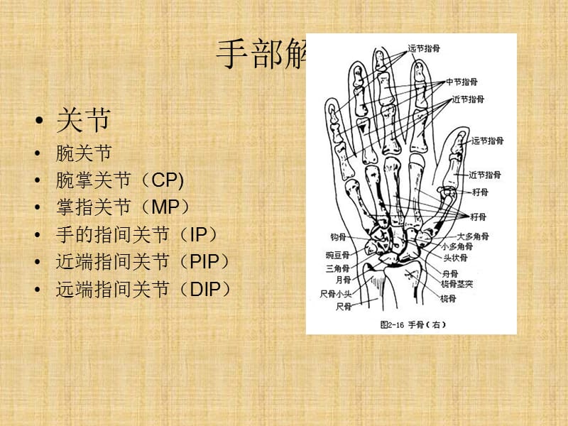 手功能的康复.ppt_第3页