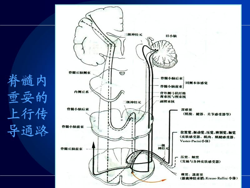 常见神经系统疾病定位诊断.ppt_第3页