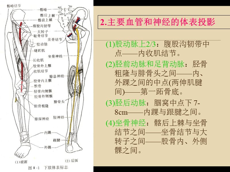 断层解剖学-下肢.ppt_第3页