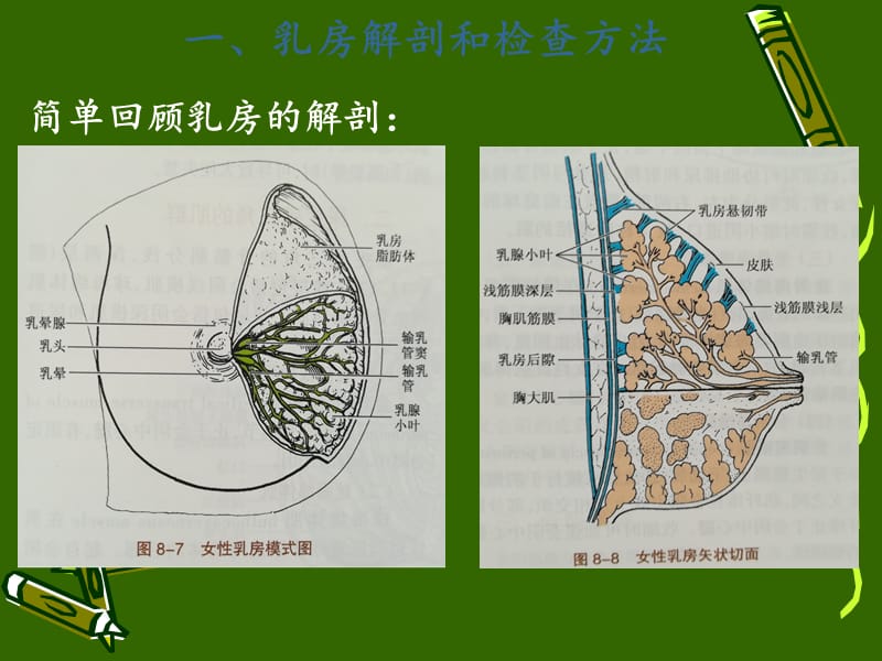 急性乳腺炎ppt课件.ppt_第3页