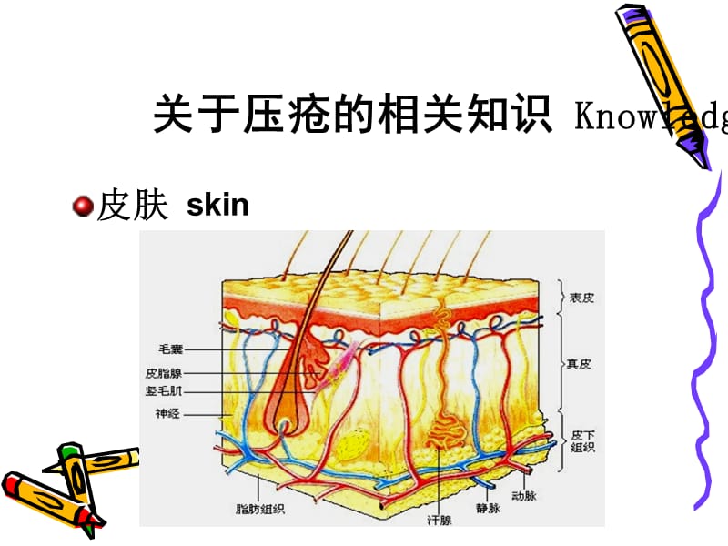 手术患者的压疮预防.ppt_第3页