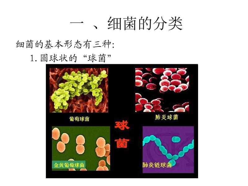 小学生细菌科普.ppt_第3页