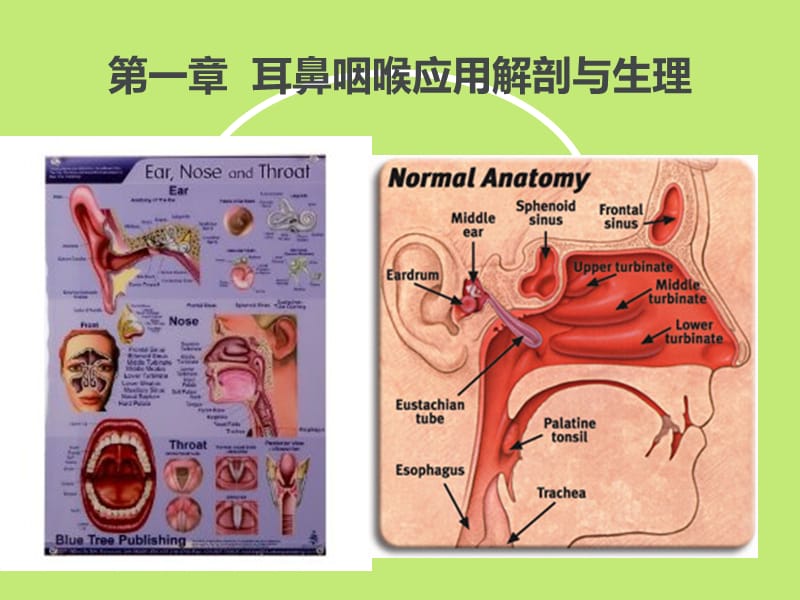 耳鼻咽喉大体解剖.ppt_第1页