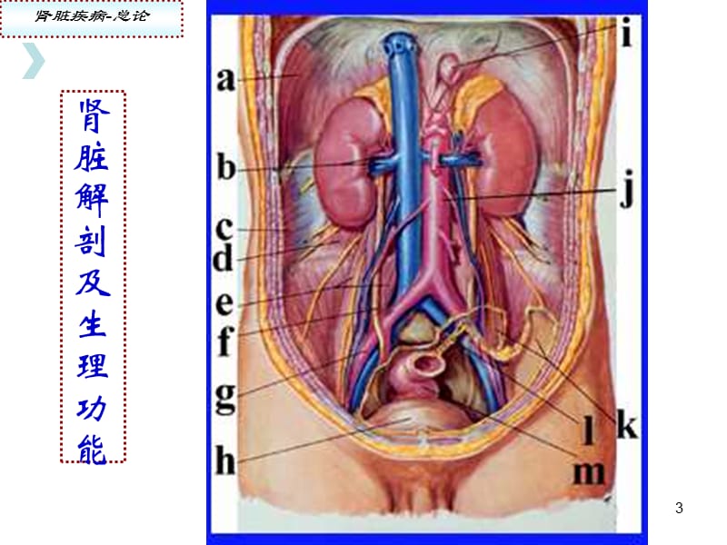 肾脏疾病概述.ppt_第3页