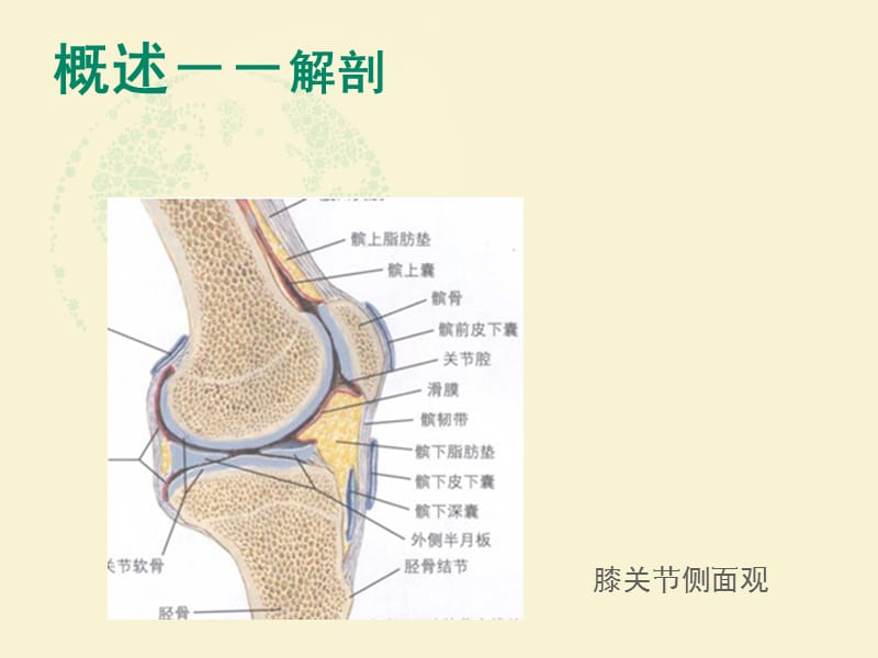 膝关节滑膜炎的诊断与治疗(徐俊).ppt_第2页