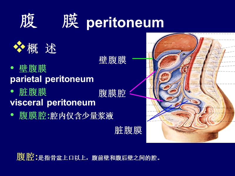 腹膜解剖.ppt_第1页