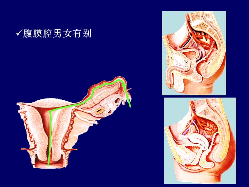 腹膜解剖.ppt_第2页