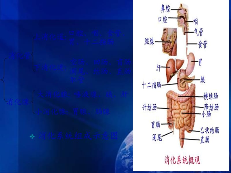 消化系统概述.ppt_第2页