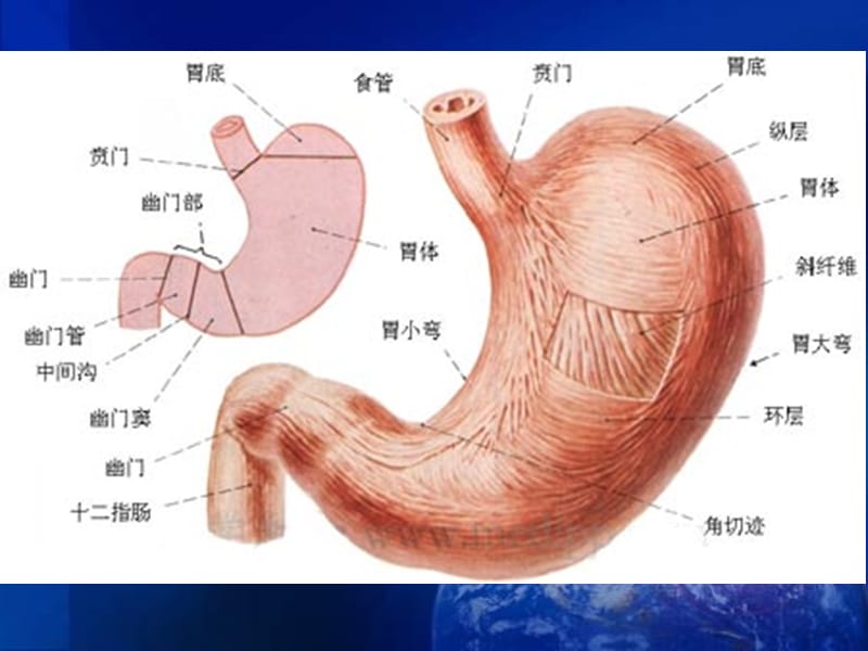 消化系统概述.ppt_第3页