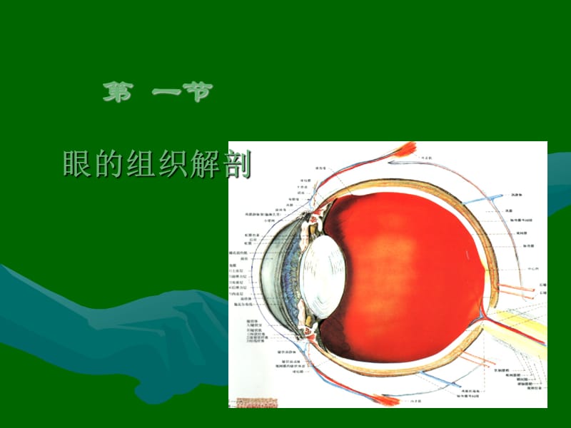 眼科学基础(本科).ppt_第3页