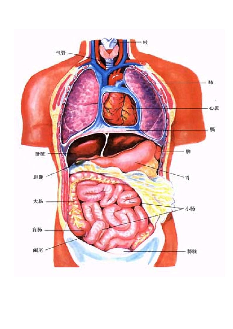 人体内脏器官解剖图2012制定.doc_第1页