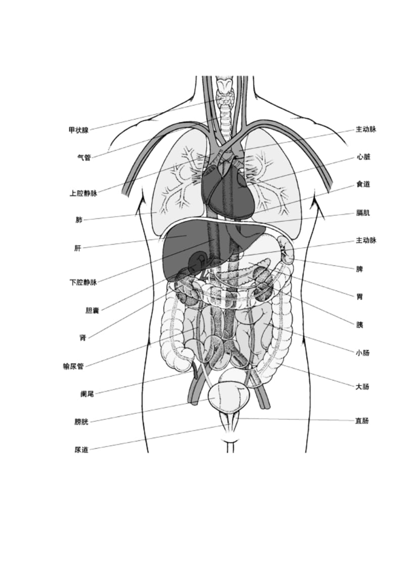 人体内脏器官解剖图2012制定.doc_第2页