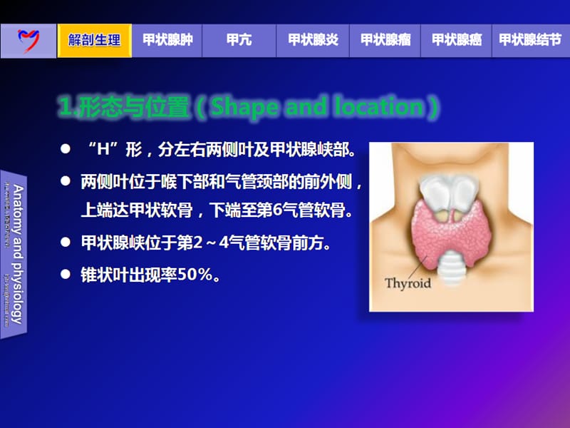 甲状腺疾病PPT.ppt_第2页