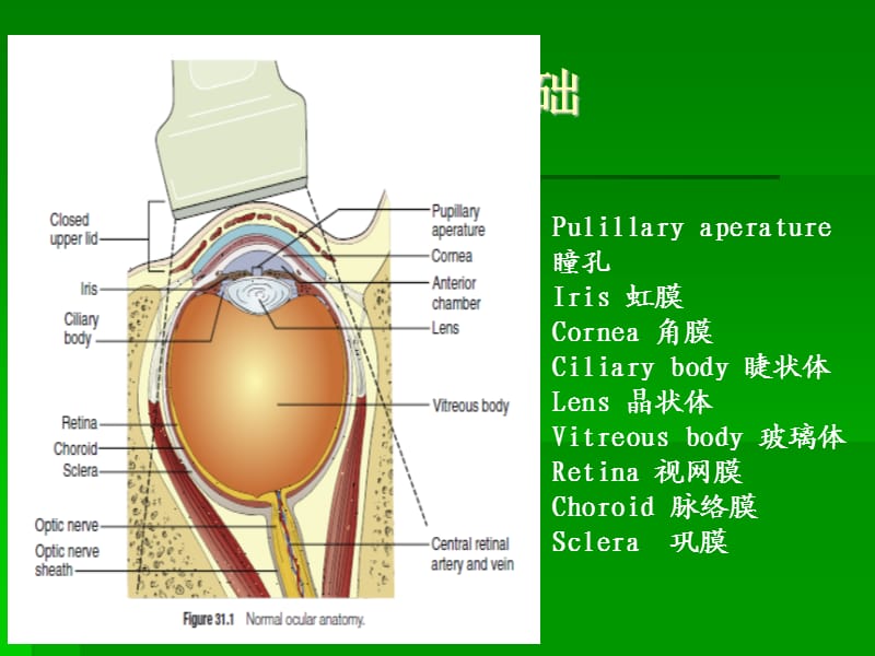 视神经鞘直径与颅内压.ppt_第3页