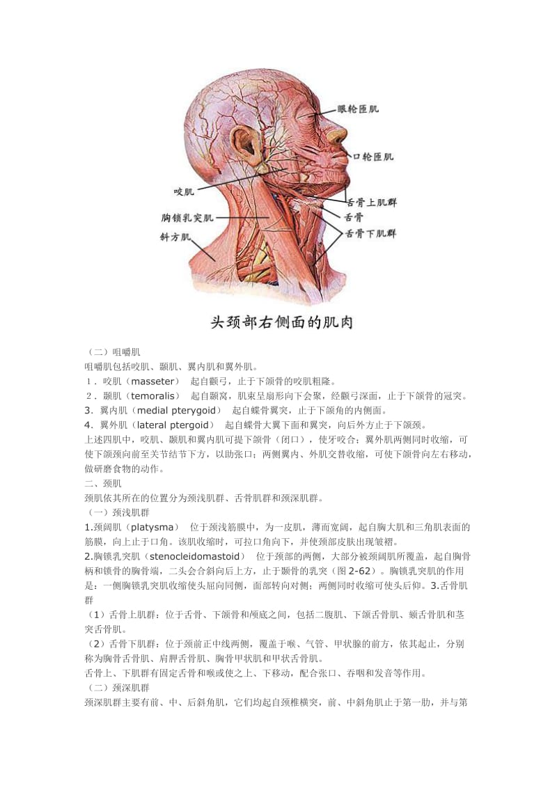 大体解剖-肌概述及头颈部肌肉.doc_第3页