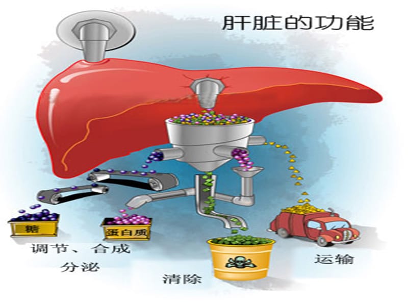 肝移植患者围手术期的护理.ppt_第3页