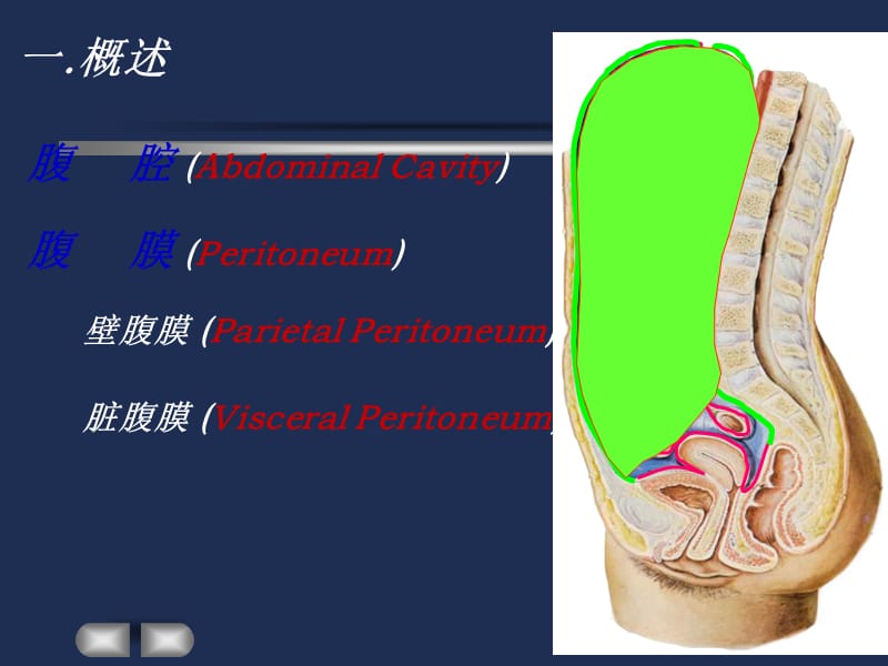 腹膜 系统解剖学.ppt_第3页