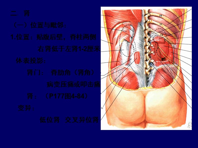 腹膜后间隙解剖.ppt_第3页