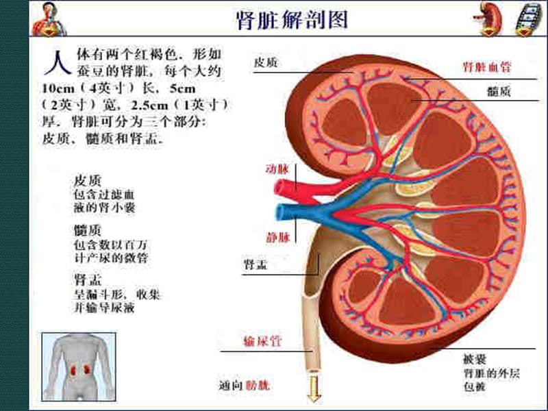 肾病综合征PPT.ppt_第3页