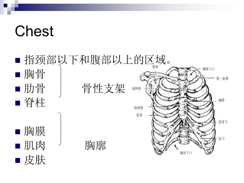 诊断学胸部和肺体格检查.ppt_第3页