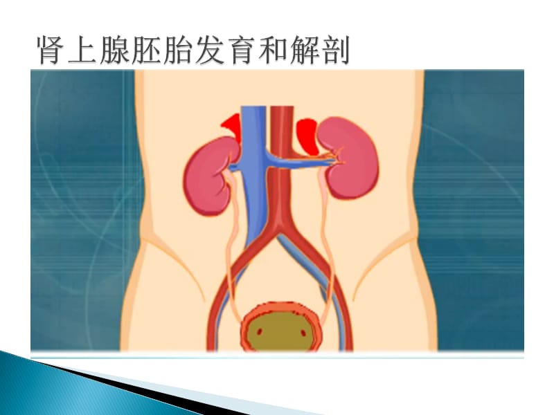 肾上腺肿瘤围手术期护理.ppt_第3页