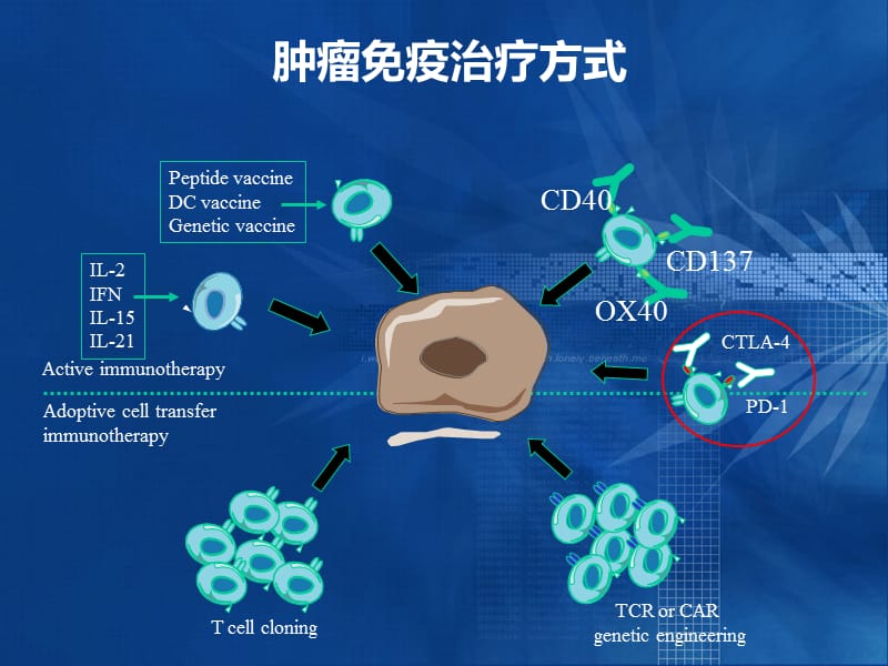 肺癌免疫治疗进展 - 徐农.ppt_第3页