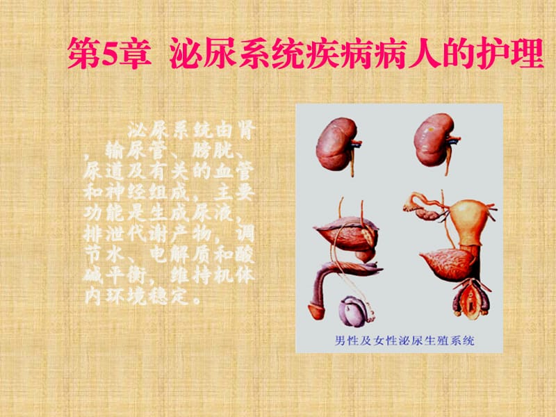 泌尿系统疾病病人护理-李晓芬.ppt_第2页