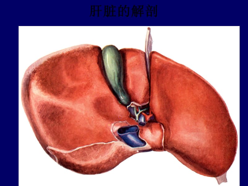 肝脏超声诊断.ppt_第3页