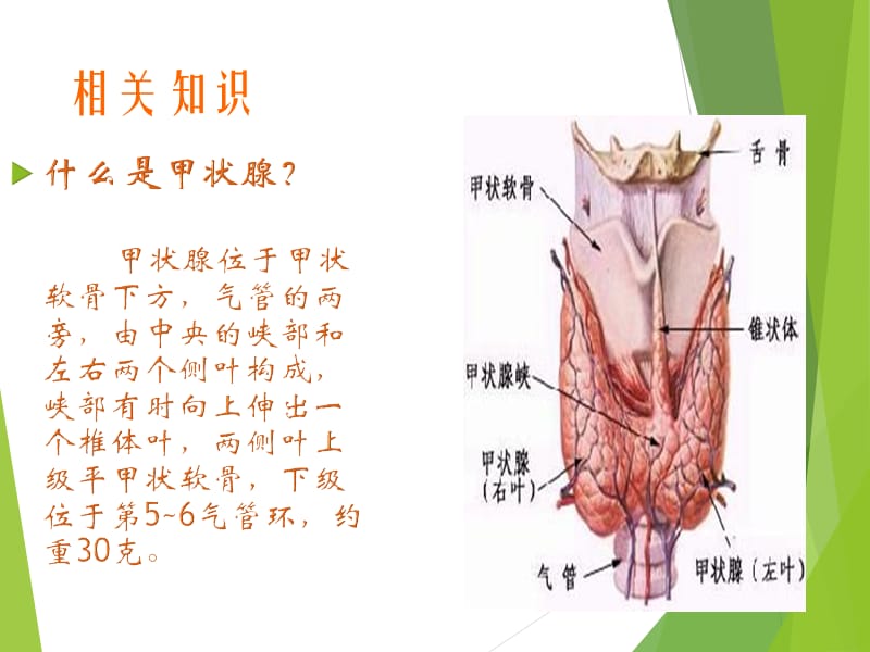 甲状腺肿瘤护理查房37605.ppt_第2页