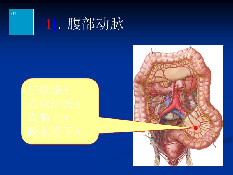 系统解剖学 实验图片考试.ppt_第1页