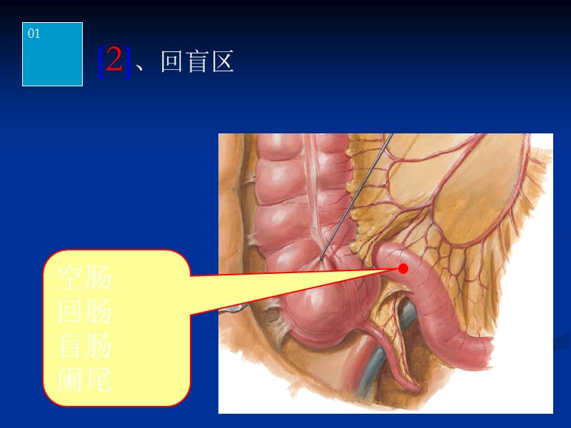 系统解剖学 实验图片考试.ppt_第2页