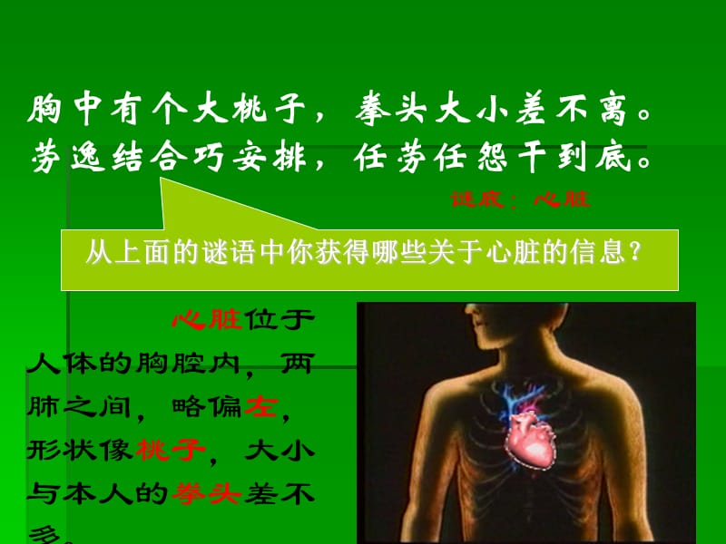 苏教版五年级科学_《心脏和血液循环》ppt课件.ppt_第2页