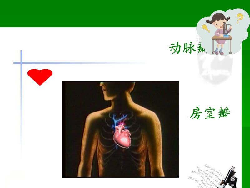 苏教版五年级科学_《心脏和血液循环》ppt课件.ppt_第3页