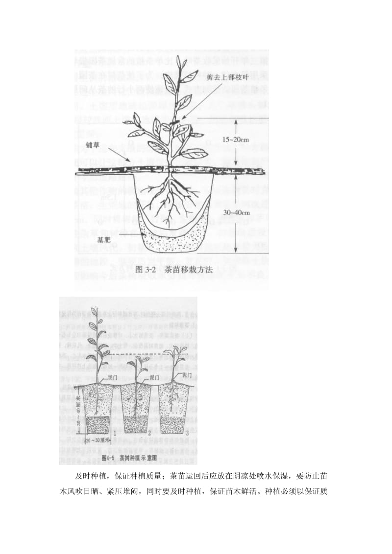 茶苗的栽培管理要点(大睿总结).doc_第2页