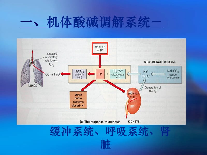 血气分析 PPT.ppt_第3页