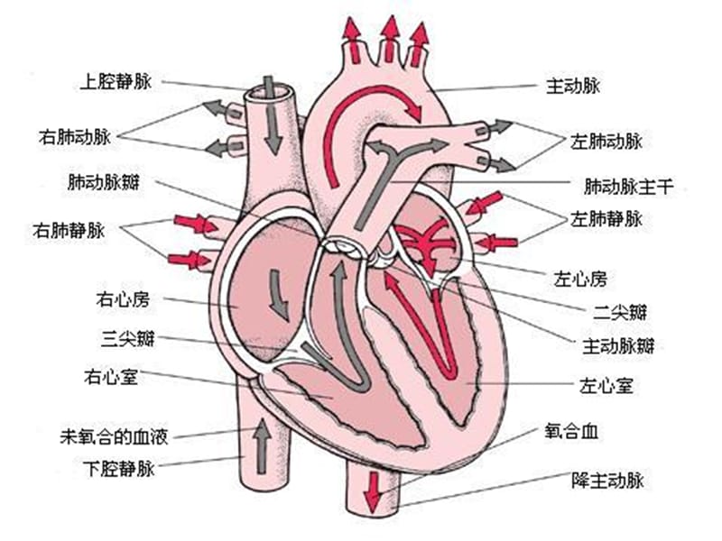 肺动脉高压病人的麻醉处理.ppt_第2页