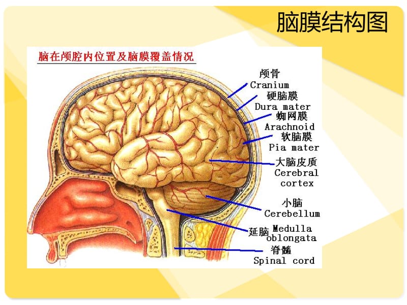 脑膜瘤的护理查房25682.ppt_第2页