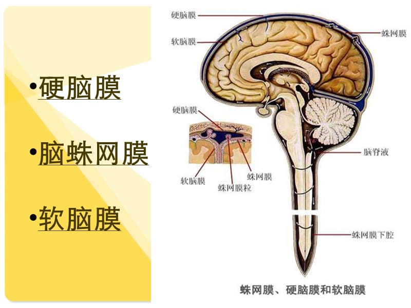 脑膜瘤的护理查房25682.ppt_第3页