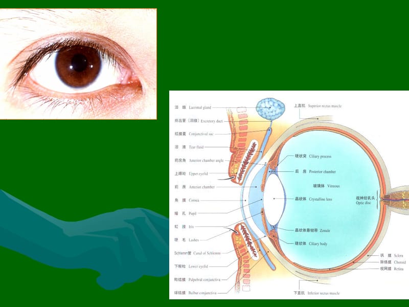 眼科解剖课件.ppt_第3页