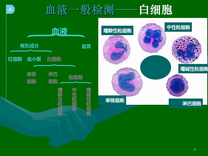 血常规化验单的解读.ppt_第3页