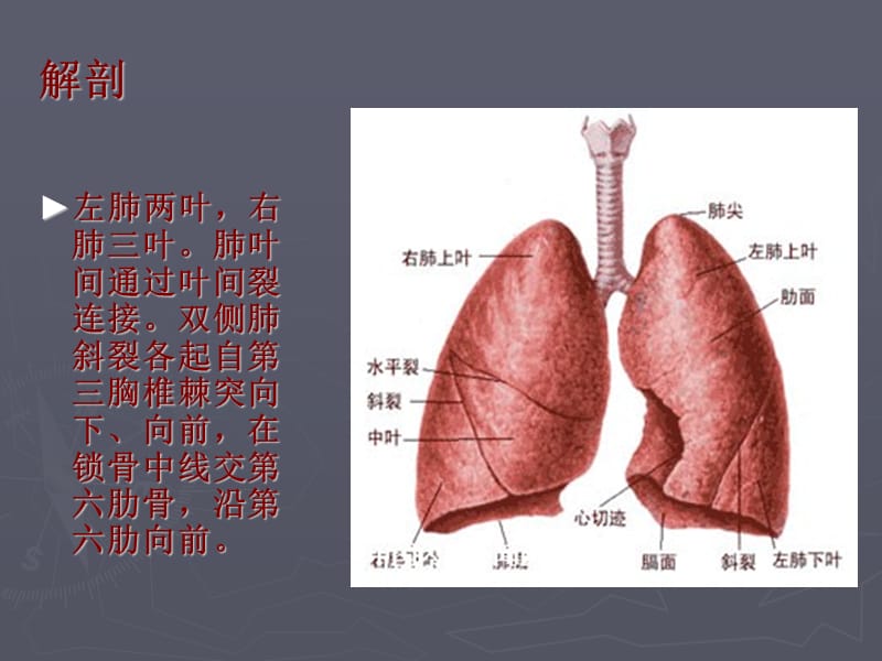 胸腔镜肺癌根治的手术配合-张兆.ppt_第3页