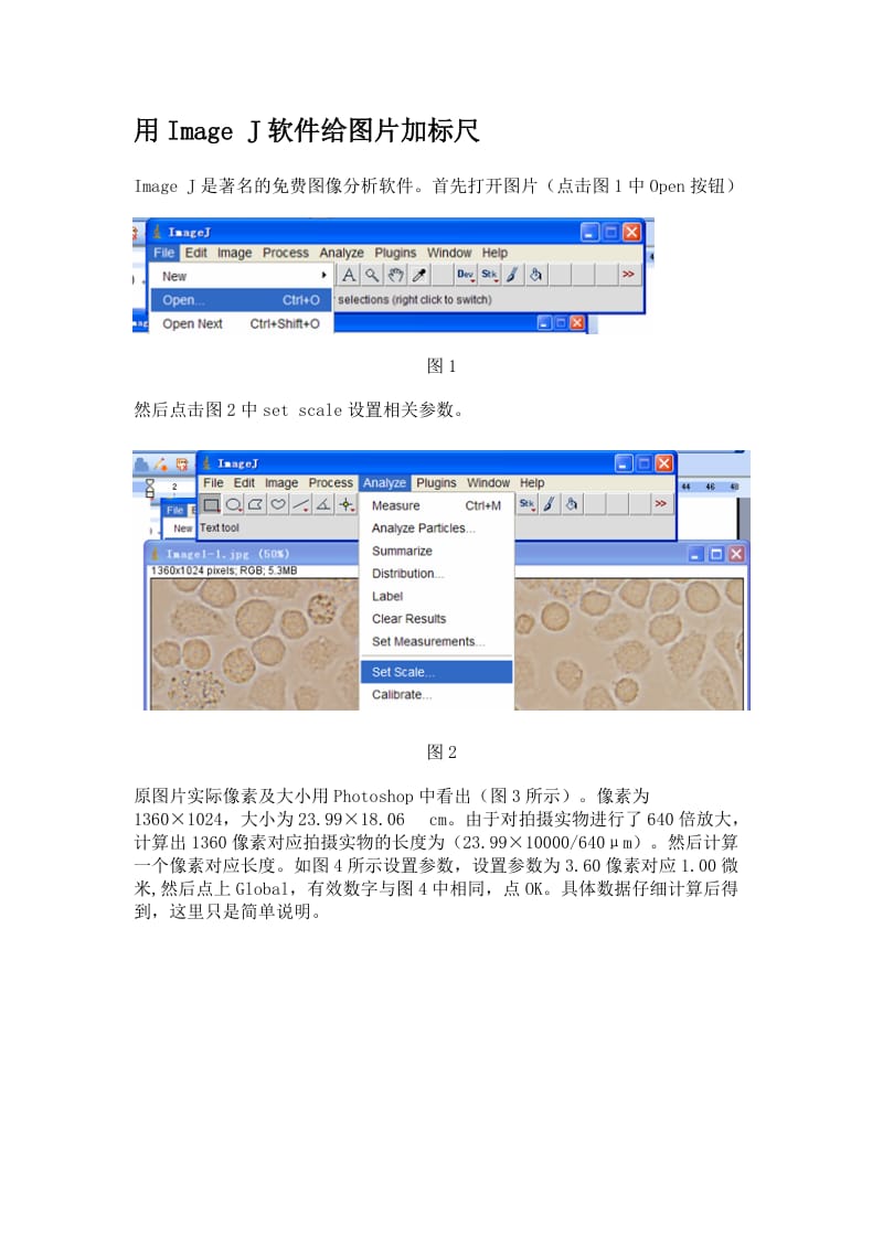 Image J软件给图片添加标尺_第1页